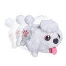 Urso-desajeitado-Poodle-puppy-saltarin