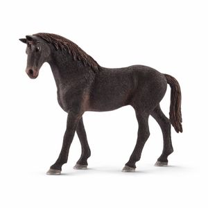 figura-Thoroughbred-Stallion