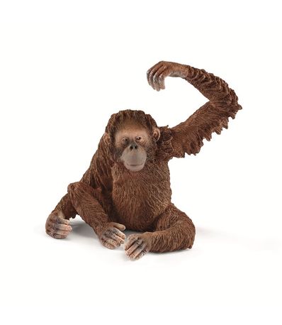 Figure-feminine-des-orangs-outans