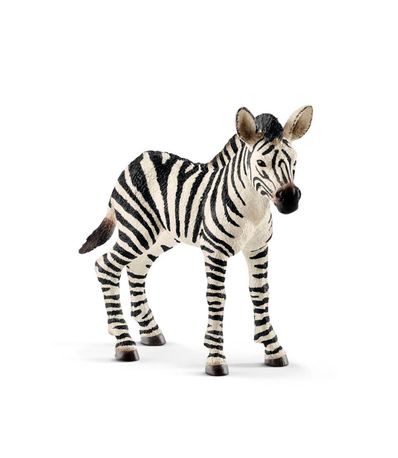 Figure-de-reproduction-de-zebre
