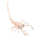 Esqueleto-de-Escorpion
