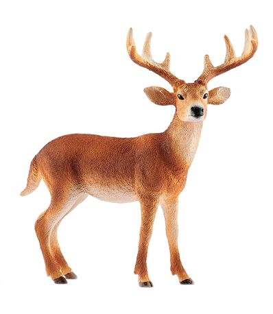 Figure-de-cerf-avec-queue-blanche-male